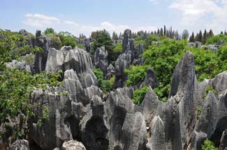 stone forest