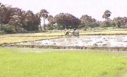 rice field